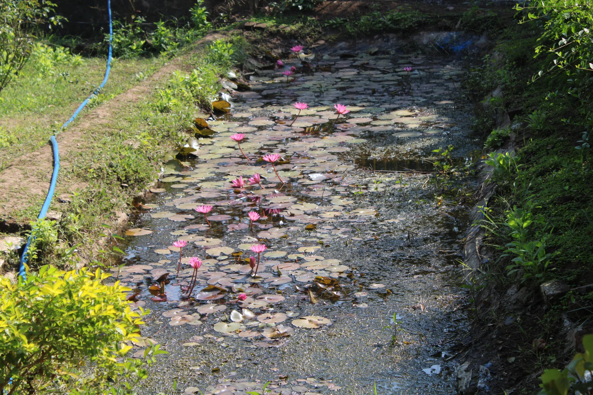 Saputara Adventure Camp image 13